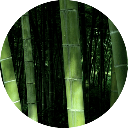 Bamboo is a remarkable and a highly versatile natural resource.