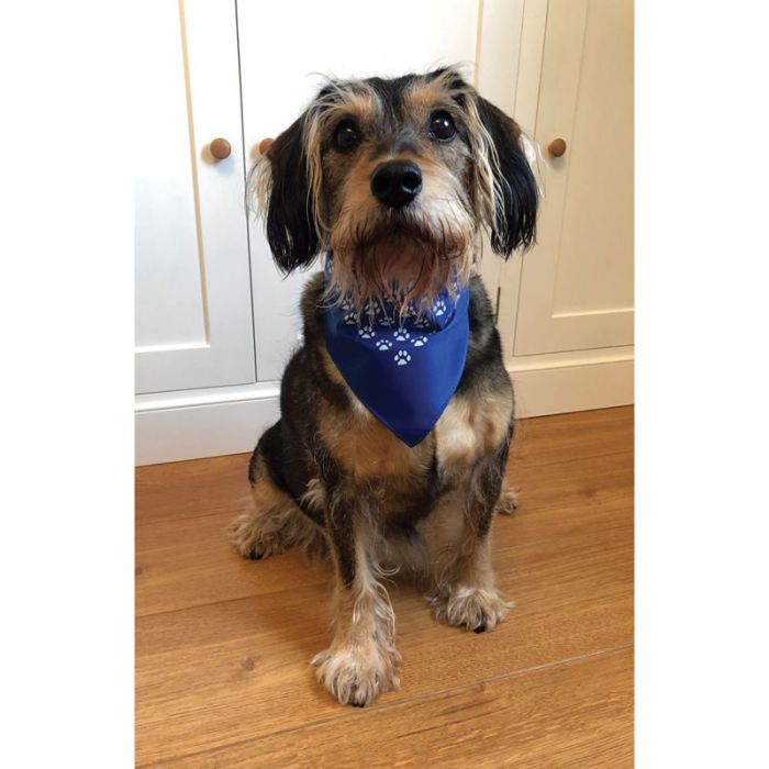 Promotional dog bandanas Clearance