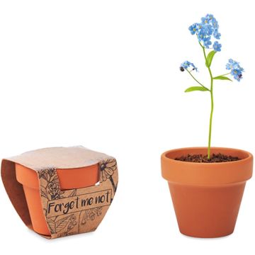 Forget Me Not Terracotta Pot 'Forget Me Not'