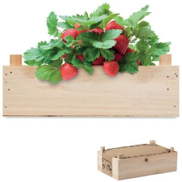 Strawberry Strawberry Kit In Wooden Crate
