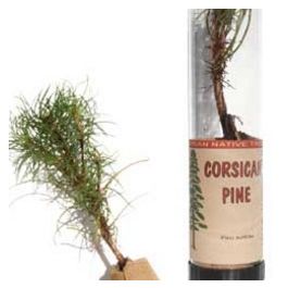 Corsican Pine Tree in a Tube