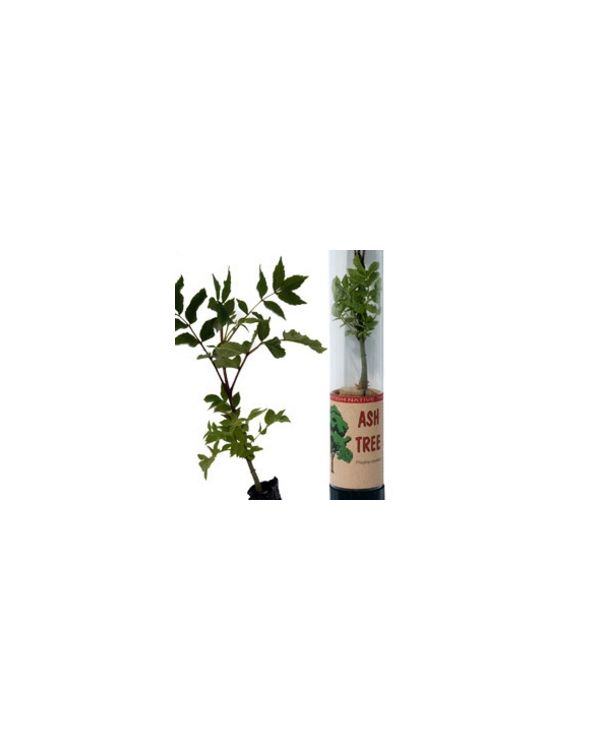Ash Tree in a Tube
