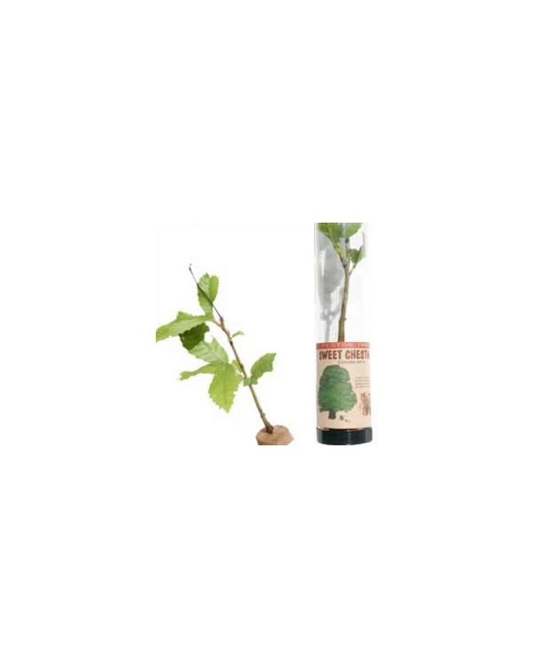Sweet Chestnut Tree in a Tube