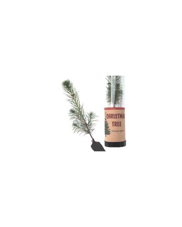 Norway Spruce Tree in a Tube