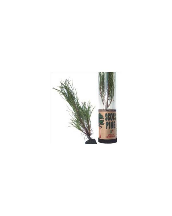 Scots Pine Tree in a Tube