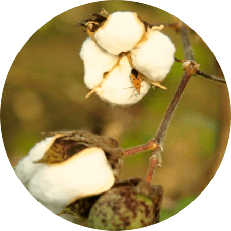 Cotton plant
