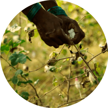 Cotton plant